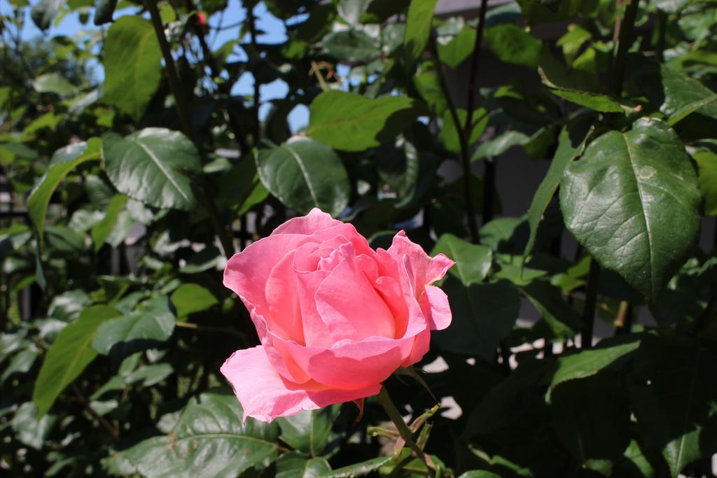 Flowers Apartments نيسيبار المظهر الخارجي الصورة